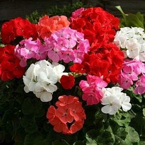 Mixed Geraniums Heirloom Non-GMO Seeds for Planting