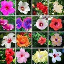 Hibiscus Flower Seeds Heirloom Non GMO Planting - 100 pcs