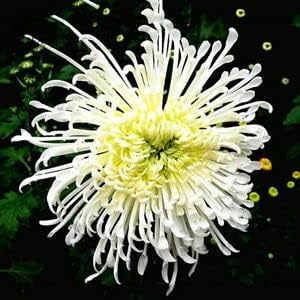 Japan Spider Chrysanthemum Flower Seeds for Planting - NON GMO Seeds for planting in home garden