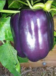 Sweet Pepper Seeds for Planting - 100 Pcs pcs