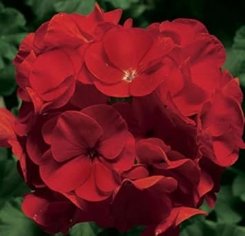 Univalve Geranium Flower Seeds in Maroon - 100 pcs