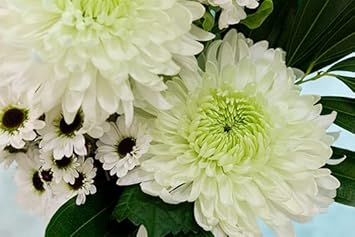 Chrysanthemum Flower Seeds Green White for Planting - NON GMO Seeds
