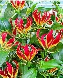 Red Yellow Gloriosa Rothschildiana Flower Seeds for Planting, 100 pcs