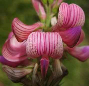 Pink Sainfoin Flower Seeds for Planting - 100 pcs