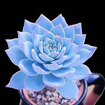 Blue Echeveria Subsessilis Planting Seeds for Garden NON GMO Seeds