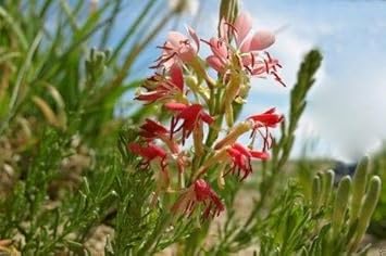 Oenothera Suffrutescens Flower Seeds for Planting - NON GMO Seeds