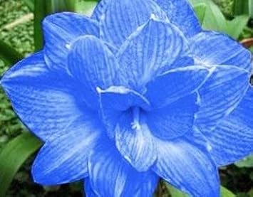 Blue Hippeastrum Flower Seeds for Planting â€“ NON GMO Seeds
