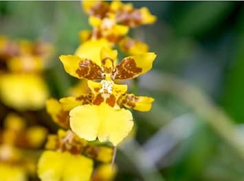 Heirloom Non-GMO Butterfly Orchid Flower Seeds | Yellow-Brown Exotic Blooms for Home Gardens
