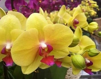Yellow Butterfly Orchid Seeds for Planting – Organic, Heirloom, Non-GMO Flower Seeds