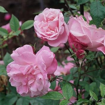 Climbing Rose Baby Pink Plant Seeds for Planting Non-GMO Heirloom Garden Seeds for Growing