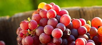 Grape Fruit Seeds for Planting - Red Orange Variety, Heirloom Seeds, GMO Free