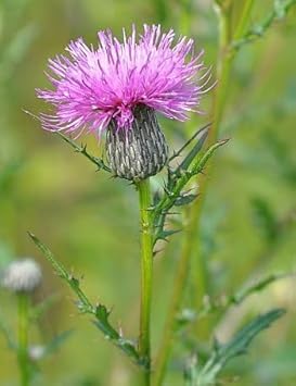 Cirsium Muticum Flower Seeds – Heirloom Non-GMO Seeds for Pollinator-Friendly Wildflower Garden Planting - Muticum for planting in home garden