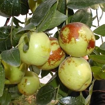 Green-brown jujube fruit seeds