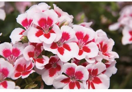 Red & White Geranium Flower Seeds for Planting – Heirloom, Non-GMO for planting in your garden.