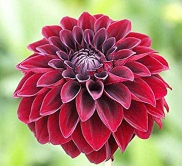 Arabian Night Dahlia Flower Seeds for Planting - Heirloom and Non-GMO garden seeds