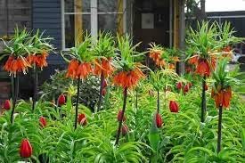 Organic Imperialis Flower Seeds for Planting ƒ?? Heirloom, Non-GMO for planting in your garden.