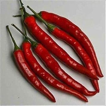 Dark Red Chili Seeds for Planting - heirloom & Non-GMO Seeds