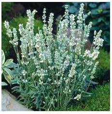 White Lavender Ellagance Plant Seeds for Planting - NON GMO Seeds