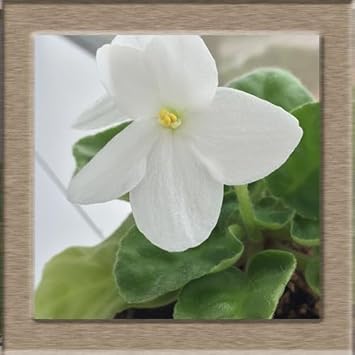 White African Violet Flower Seeds – Heirloom, Non-GMO Seeds for Planting Elegant Indoor Blooms
