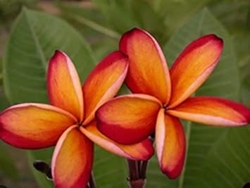 Organic Red White Frangipani Flower Seeds for Planting – Heirloom, Non-GMO