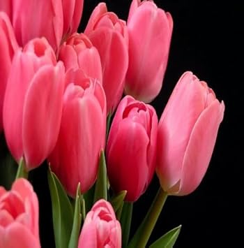 Heirloom Non-GMO Tulip Flower Seeds for Planting – Vibrant Spring Garden Blooms