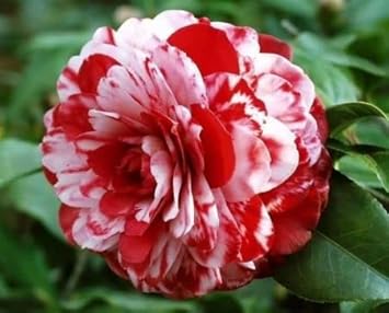 Red White Camellia Flower Seeds ƒ?? Non-GMO, for Garden and Decorative Planting