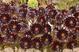 Arboreum Atropureum Flower Seeds for Planting - 100 pcs