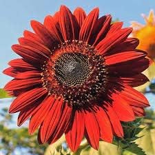 Red Mini Sunflower Seeds for Planting â€“ Dwarf Variety, Ideal for Pots & Borders, Non-GMO