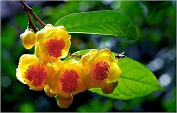 Camellia Flower Seeds for Garden Planting - NOM GMO Seeds