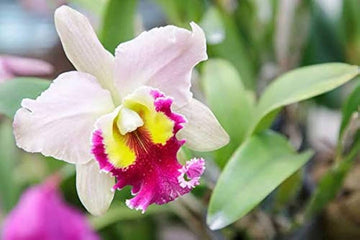 White Pink Cattleya Hybrida Flower Seeds for Planting - NON GMO Seeds