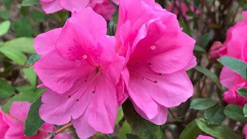 Heirloom Non-GMO Azalea Flower Seeds for Planting – Beautiful Blooming Flowers
