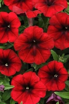 Red Velour Flower Seeds for Planting - 100 pcs