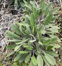Heirloom Lamb's Ear Plant Seeds for Garden Planting, Non-GMO, Soft Silver Foliage for Borders for planting in home garden