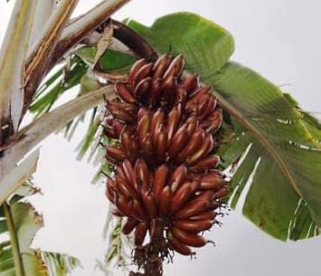Brown Banana Fruit Seeds for Planting - Grow Your Own Colorful Banana Tree