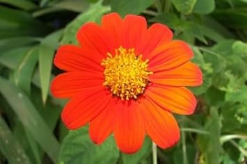 Red Tithonia Rotundifolia Flower Seeds for Planting - 100 pcs