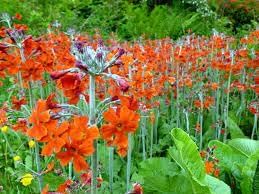 Cockburniana Flower Seeds for Planting - 100 Pcs pcs