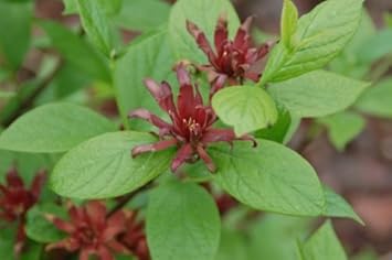 Red Calycanthus Flower Seeds for Planting - 100 pcs