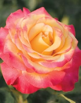 Yellow Red Climbing Rose Plant Seeds Non-GMO Heirloom Garden Seeds for Planting and Growing