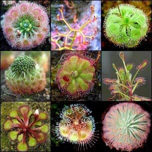Heirloom Non-GMO Mixed Sundew Plant Seeds for Garden Growing â€“ Carnivorous Insect-Trapping Variety for planting in home garden