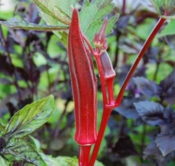 Red Okra Seeds for Planting - NON GMO Seeds
