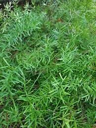 Sprengeri Plant Seeds Heirloom Non GMO Planting - 100 pcs for planting in home garden