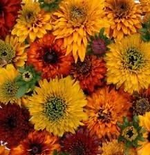 Mixed Rudbeckia Flower Seeds for Planting, 100 pcs for planting in your garden.