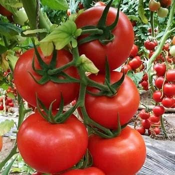 Giant Monster Tomato Seeds for Planting Red - heirloom & Non GMO Seeds
