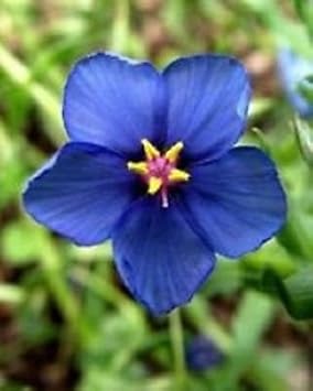 Blue Pimpernel Flower Seeds for Planting - 100 pcs
