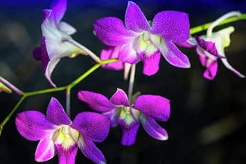 Heirloom Non-GMO Dendrobium Flower Seeds for Planting – Exotic Orchid Blooms for Indoors & Gardens