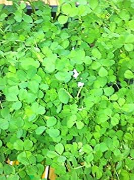 Irish Clover Shamrock Flower Seeds for Plantin-Heirloom & Non-GMO Seeds for planting