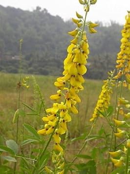 Yellow Smooth Rattlebox Planting Seeds for Garden - heirloom & Non-GMO Seeds