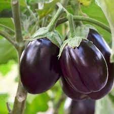 Brinjal Seeds for Planting, heirloom & Non-GMO Seeds