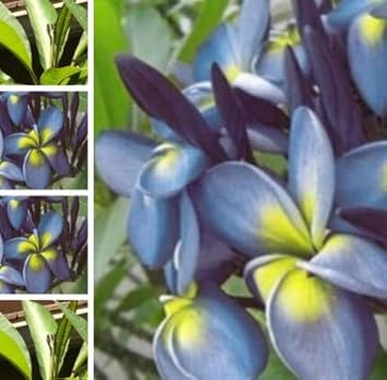 Blue Yellow Frangipani Flower Seeds – Heirloom Non-GMO Plumeria Seeds for Gardens