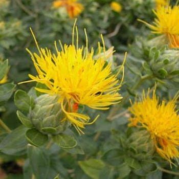 Yellow Safflower Flower Seeds – Heirloom, Non-GMO Flower Seeds for Planting